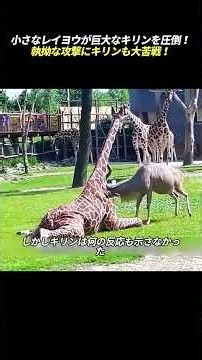 小さなレイヨウが巨大なキリンを圧倒！ 執拗な攻撃にキリンも大苦戦！ #レイヨウ #キリン #野生動物