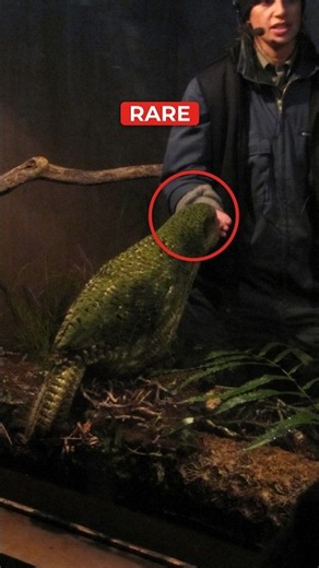 The Parrot Who Thought He Was Human 🦜