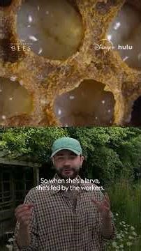 This queen bee is almost ready for her debut 👑 #SecretsOfTheBees