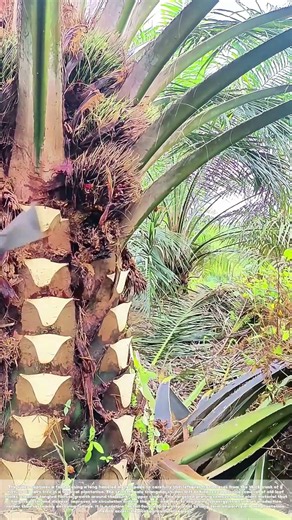 Trimming Frond Bases: Precision Palm Maintenance for Oil Palm Farms