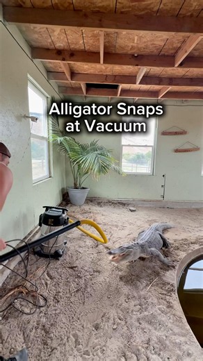 Alligator Snaps at Vacuum 😱 #shorts #alligator