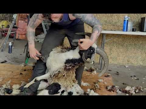 FOUR-HORN Sheep Shearing TRANSFORMATION 😳 Quick & Stunning