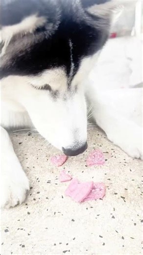 Disciplined Husky Waits for Permission Before Eating 🐺 | Smart Dog Training Moment