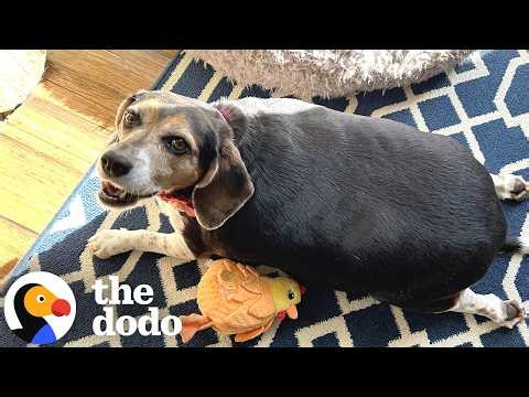 Foster Dad Thought This 72-Pound Beagle Was AI | The Dodo
