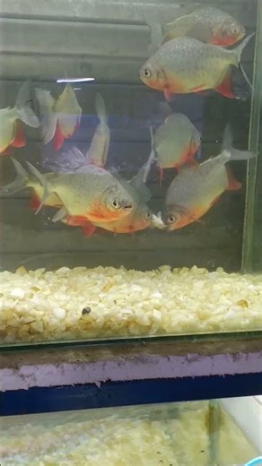 dangerous fish piranha #dangerous #fish #piranha #fishing #youtubeshorts #viralshort #viral #youtube