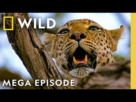 Pistol Shrimp, Lions, Leopards, & More! | Animal Fight Night MEGA Episode | Nat Geo Animals