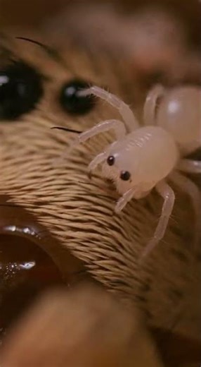 The Virgin Birth Highlighting animals capable of parthenogenesis virgin birth, #Discover #shorts