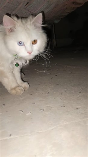 “Most Viral Cat Moments Ever (So Funny!)”