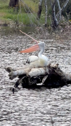 Is This Pelican Yawning? 🥱 | Australian Pelican