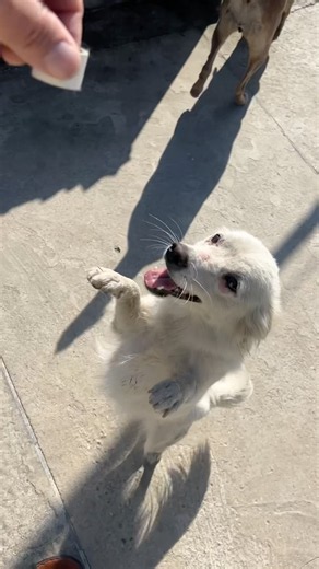 Puppy on fun mod tody