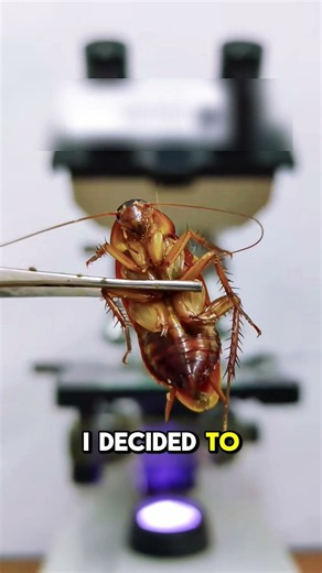 What Happens If You Put a Cockroach Under a Microscope? 😱🪳🔬