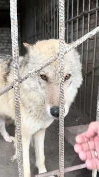 Wolves. How beautiful they are) #new #animals #forest #animals #dog #funny #labrador #nature #top