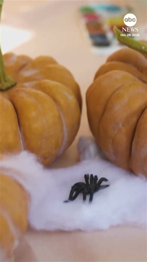 Halloween spider web decorations pose risks to wildlife, experts warn