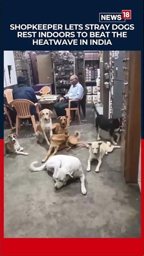 Indore’s Coolest Shop: Shopkeeper Wins Hearts for Sheltering Strays in Heatwave | N18S