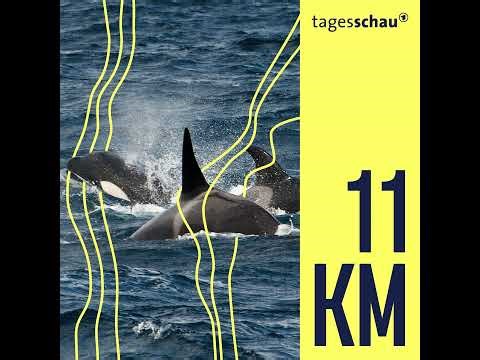 Wal-Angriffe auf Segelboote: Das Rätsel der Orcas I 11KM - der tagesschau-Podcast