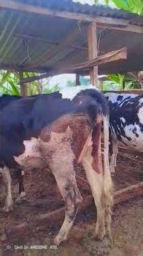 dairy farming in Kenya