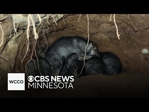 New northern Minnesota research project focused on wolf pup survival