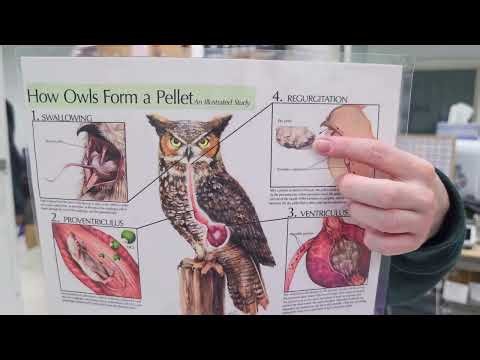 What's that Smell? | Owl Pellets at the Alaska Raptor Center