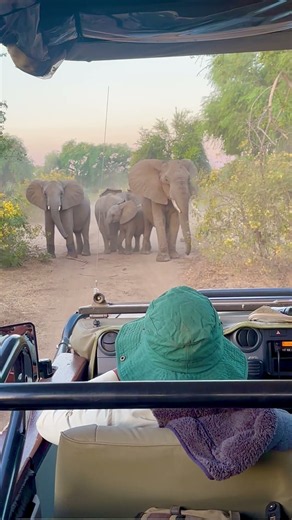 Elephant Family Blocks Safari Jeep as Calf Stops to Nurse