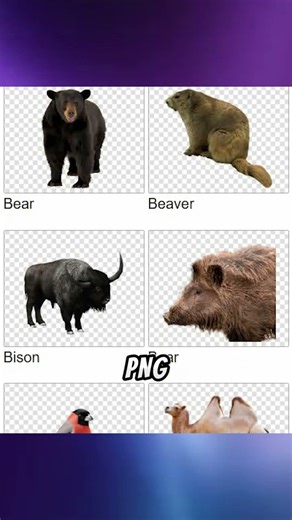 Download High-Quality PNG Images for Free