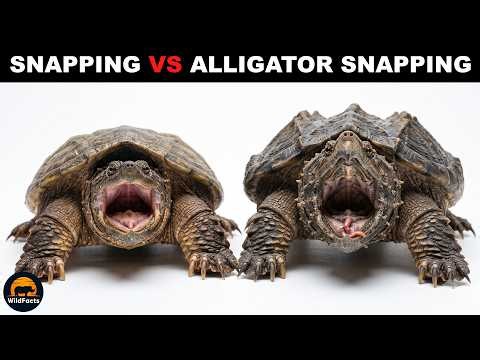 What Is the Difference Between Snapping Turtles and Alligator Snapping Turtles?