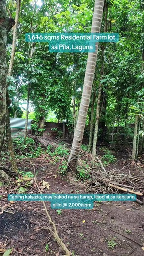 Residential farm lot sa Pila Laguna — 1,646 sqm, ₱2,000/sqm