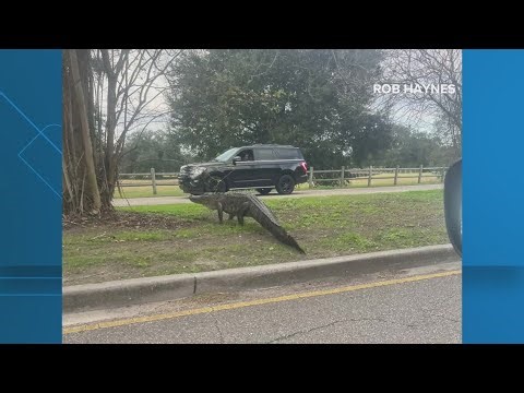 Alligator spotted near New Orleans City Park