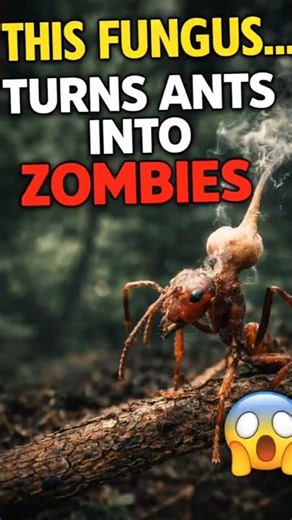 🔥 This Fungus Turns Ants Into Zombies 😳