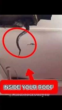 5 Shocking Creatures Found Living InsidePeople's Walls