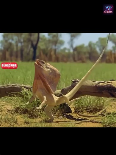 Real-Life Dragon?! Meet the Frilled Lizard 🐉 | Wild Reptile Facts