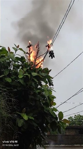 ⚡ Lightning Strikes Tree and It Catches Fire! 😱🌳 #Shorts