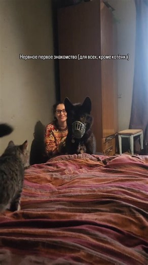 Блуждающий огонек on Instagram: "#волкособ #гибридволка #котеноксулицы"