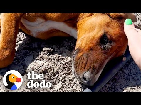 Dog Found With Broken Leg Can't Stop Prancing With Her New Family | The Dodo