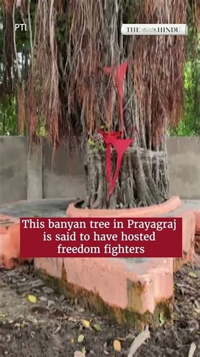 The banyan tree that witnessed India's freedom struggle