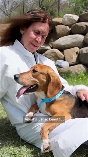 1,500 beagles rescued from life of biomedical research