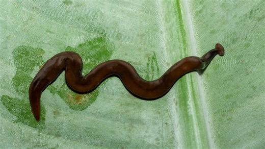 13 of the strangest creatures that could be lurking in your backyard
