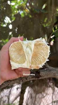 Pomelo Harvest & Peeling ASMR Fresh From the Tree