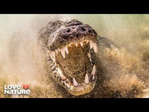 Crocodiles vs Australia’s Deadliest | Deadly Australians Full Season