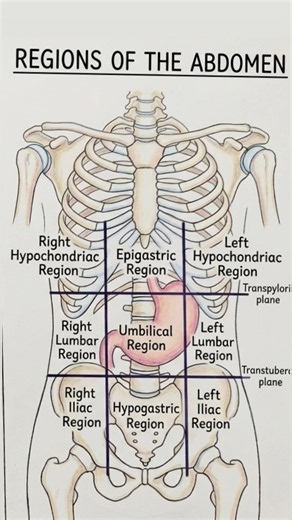 9 Regions of Abdomen Explained 🩺 | Abdominal Regions | Anatomy #Shorts