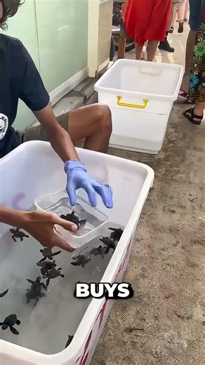 This Turtle Rescue is Actually a Scam 🥹