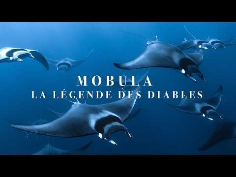 Mobula, la légende des diables