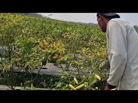 SMART FARMER REVEALS THE SECRET BEHIND THIS AMAZING HARVEST! - Agricultural Farming