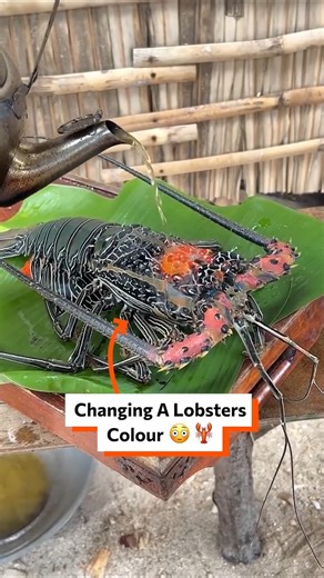 Changing a lobsters colour 😳🦞 | Twisted