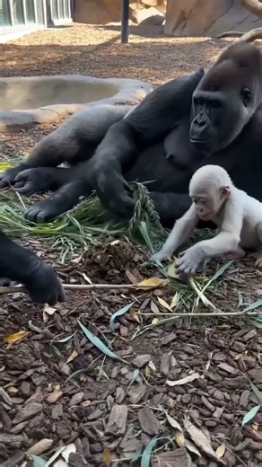 The Babies Copied the Keeper and Built Mom a Bed 🍂🦍🤍🥰 #BabyGorillas #AnimalLearning #gorillafamily