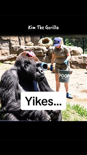 Please help… 😳 #zoolife #zooanimals #gorilla #fypシ゚viral #documentaries