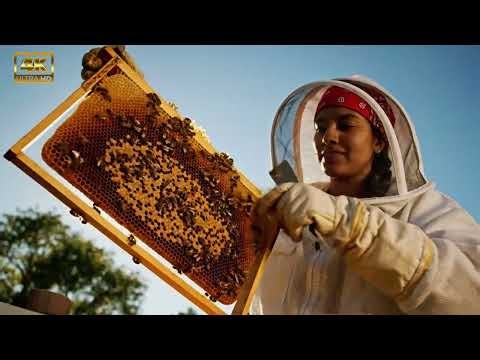 Did you know about honey harvesting?