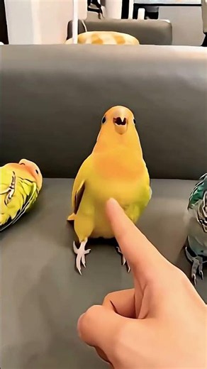 Cute intelligent parrot #funny