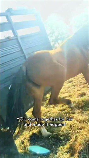 14 wild horses dumped into the slaughter pipeline just like Whisky need your help getting OUT.