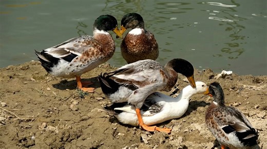 Male vs female ducks - the ongoing conflict during mating season
