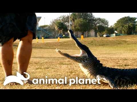 Extremely Fast Gator at the Driving Range! | Gator Boys | Animal Planet